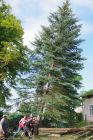 miniatura Remont Plebanii wycinka drzew 24.07.2017 (115)
